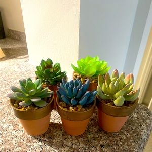5 Decorative Succulents